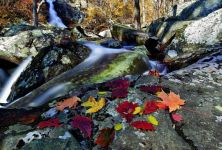 autumn leaves near waterfall.jpg
